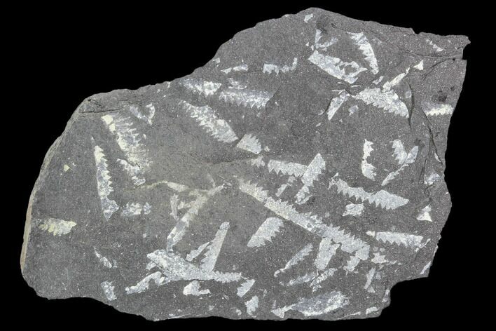 Fossil Graptolite Cluster (Didymograptus) - Great Britain #103417
